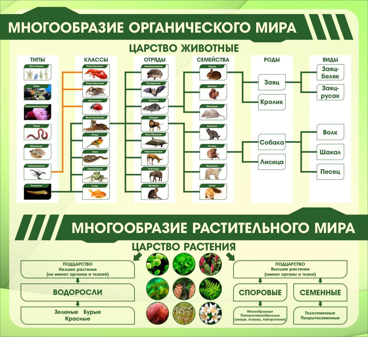 Стенд в кабинет биологии Царство животные Царство растения купить в Вологде